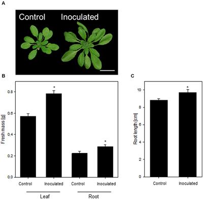 A Proteomic Approach Suggests Unbalanced Proteasome Functioning Induced by the Growth-Promoting Bacterium Kosakonia radicincitans in Arabidopsis